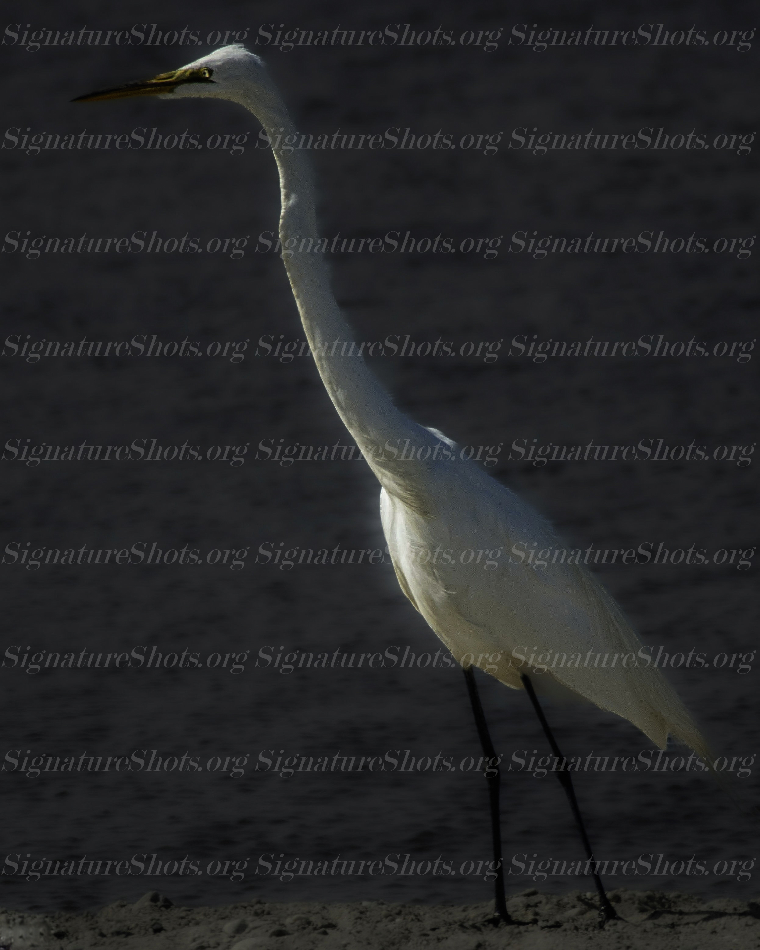 Heron 1