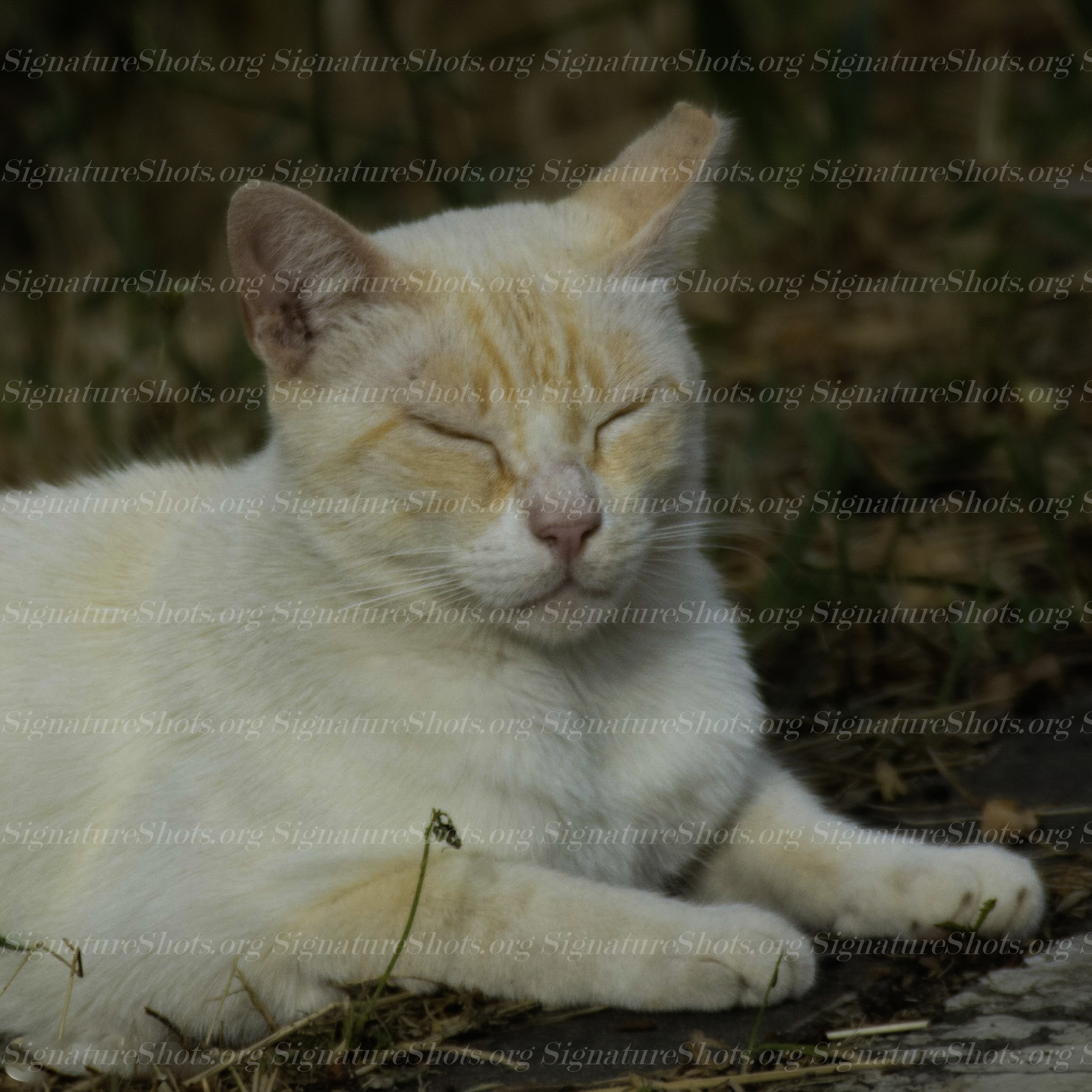 Cat 2