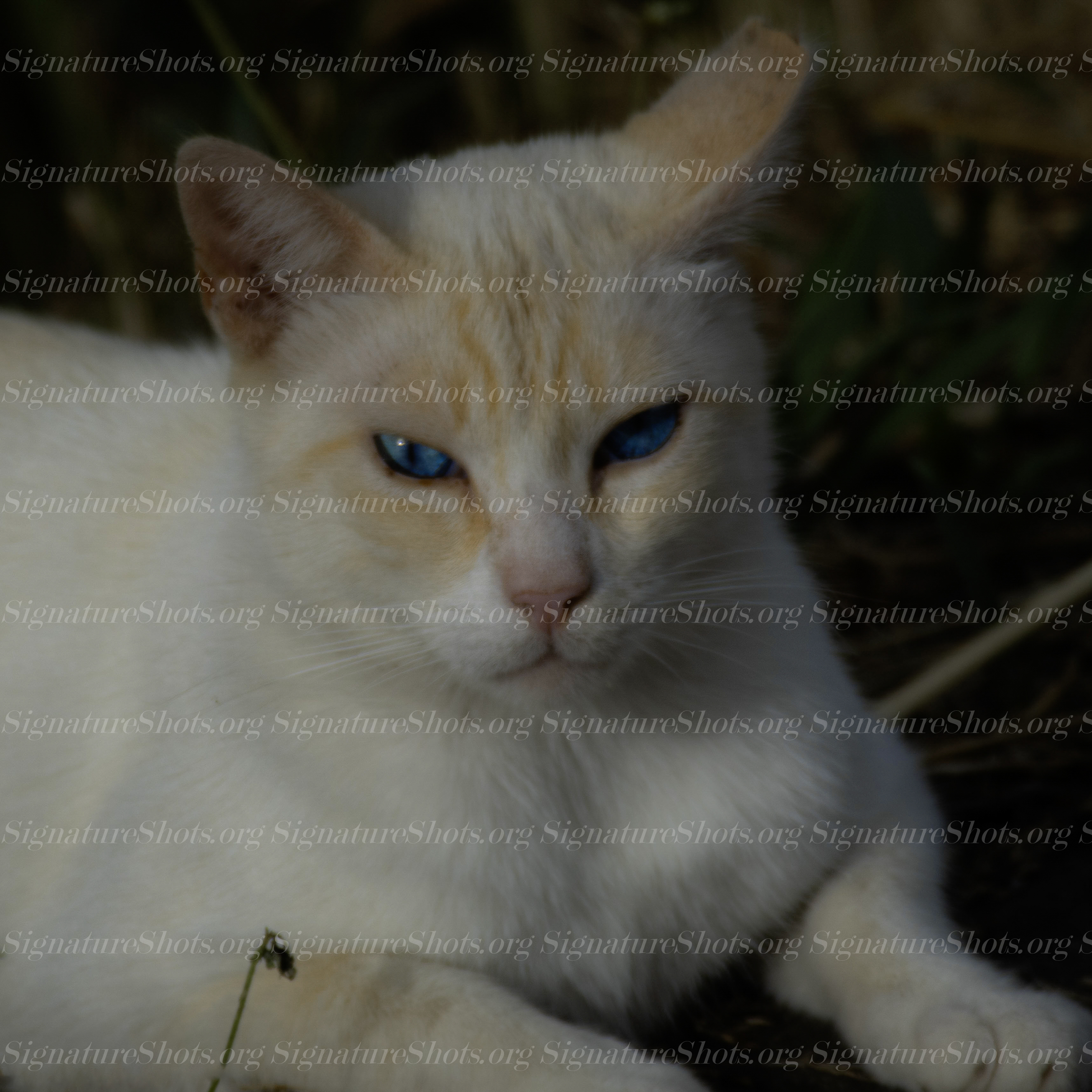 Cat 1