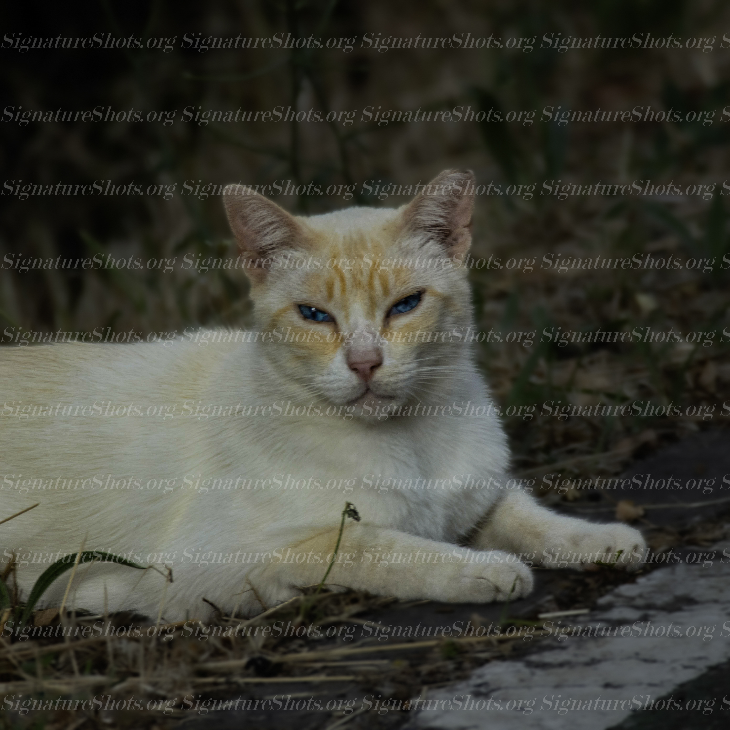 Cat 3