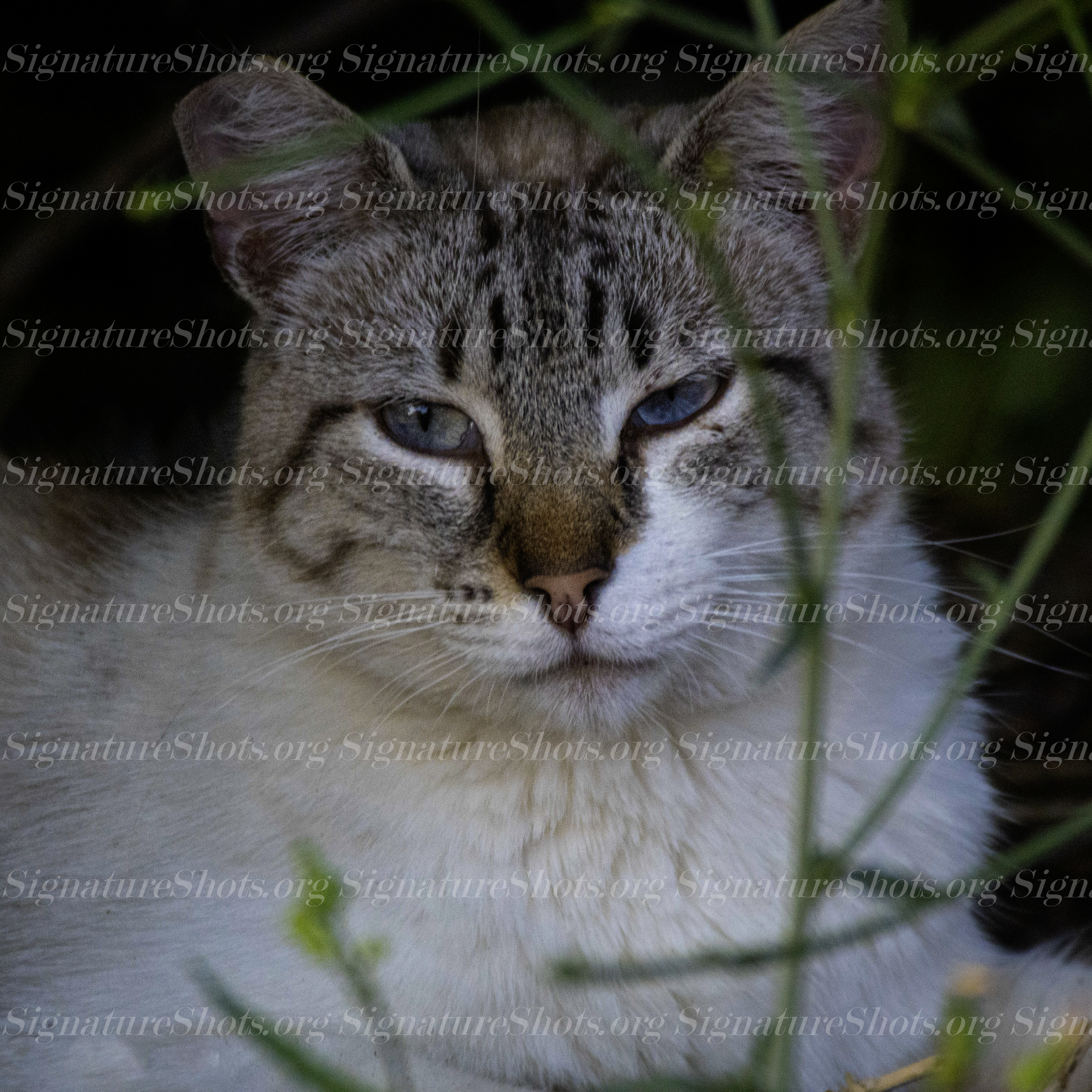 Cat 2