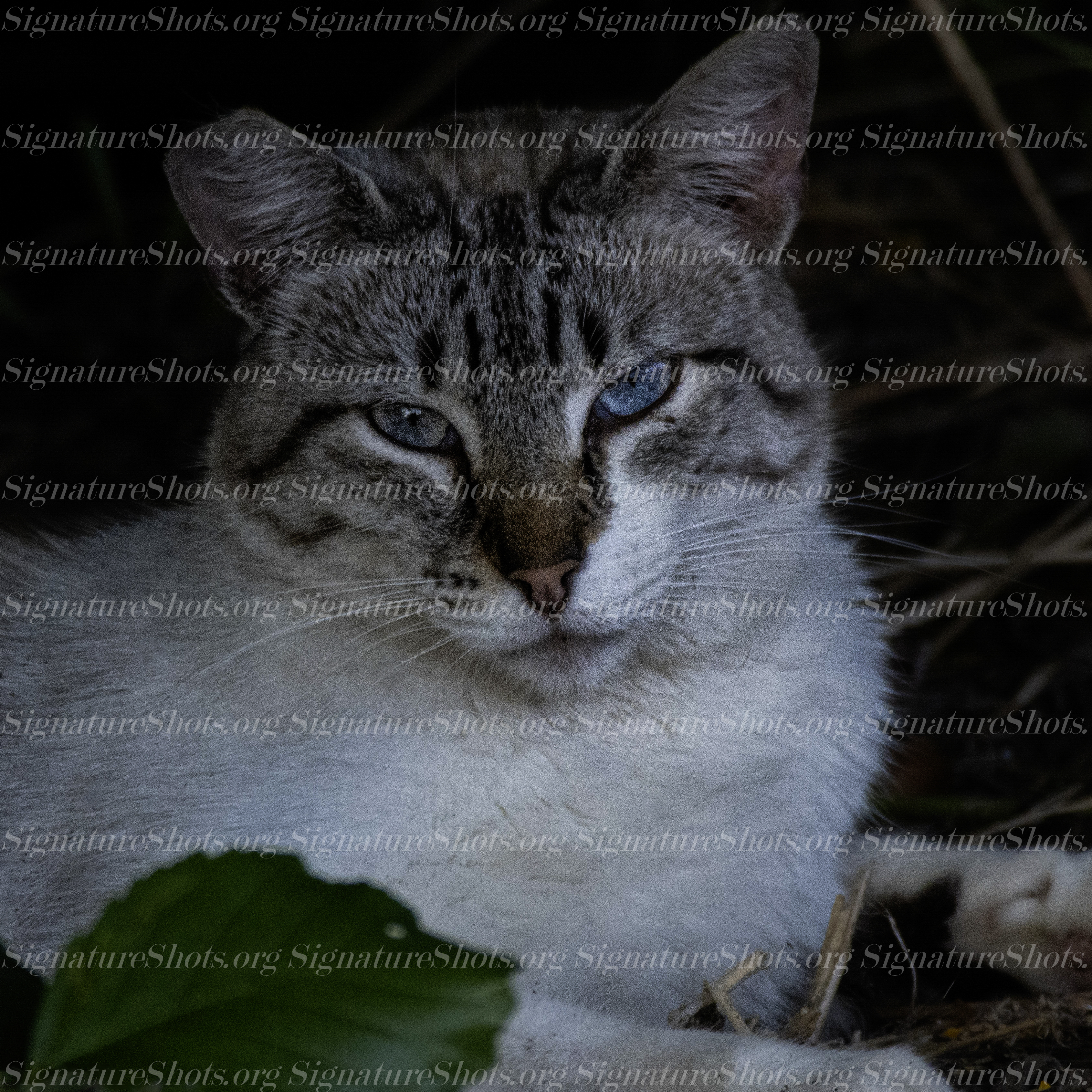 Cat 3