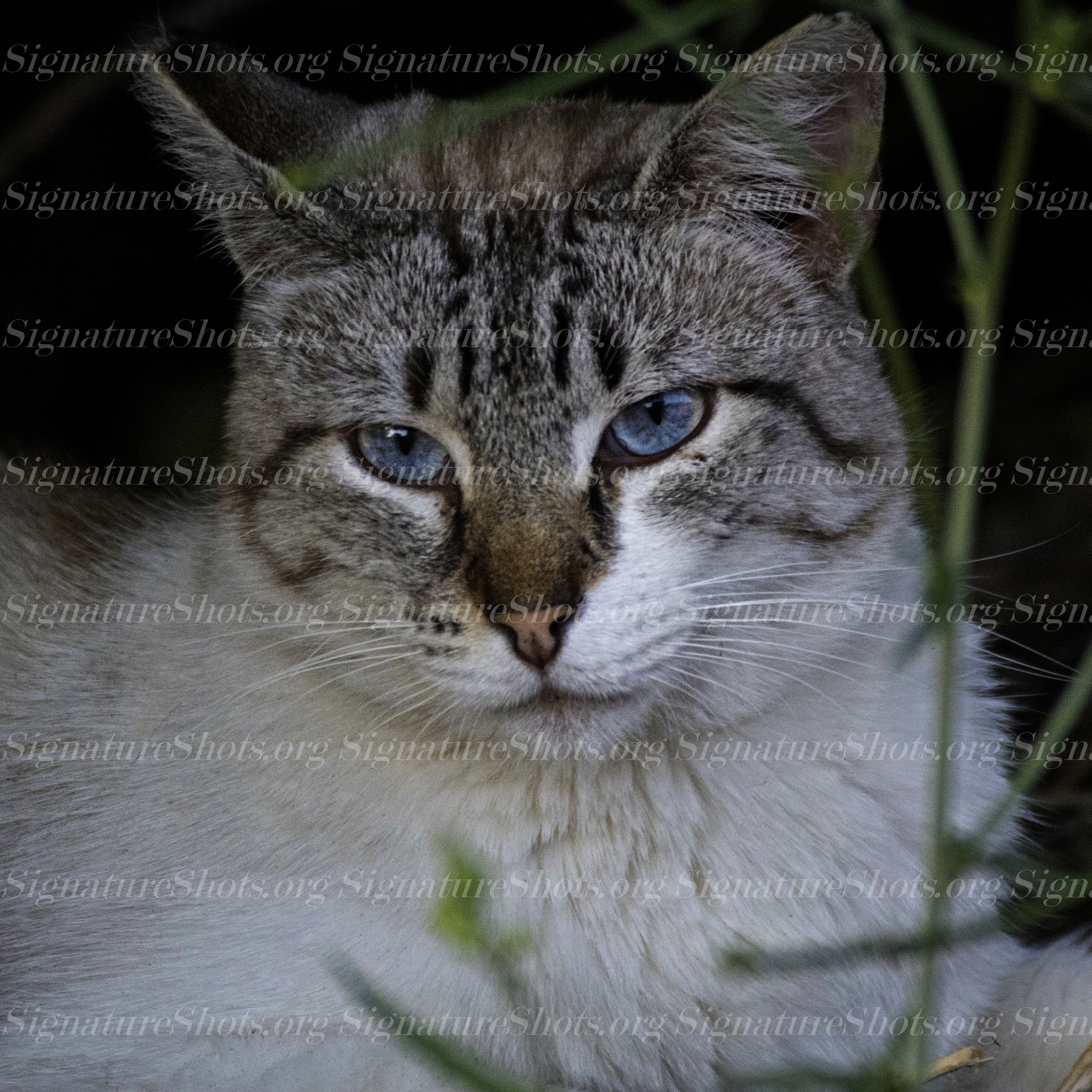 Cat 1