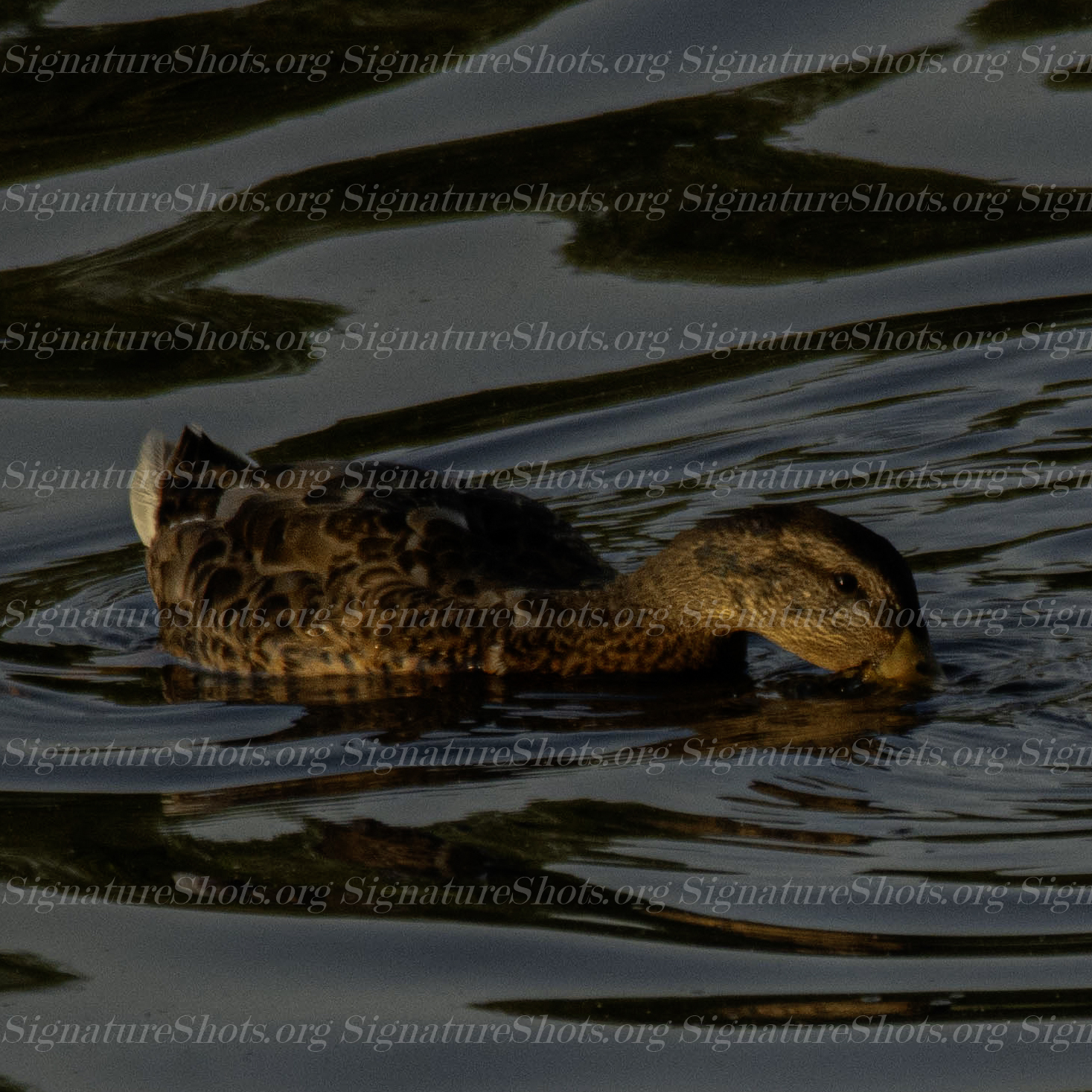 Mallard 1