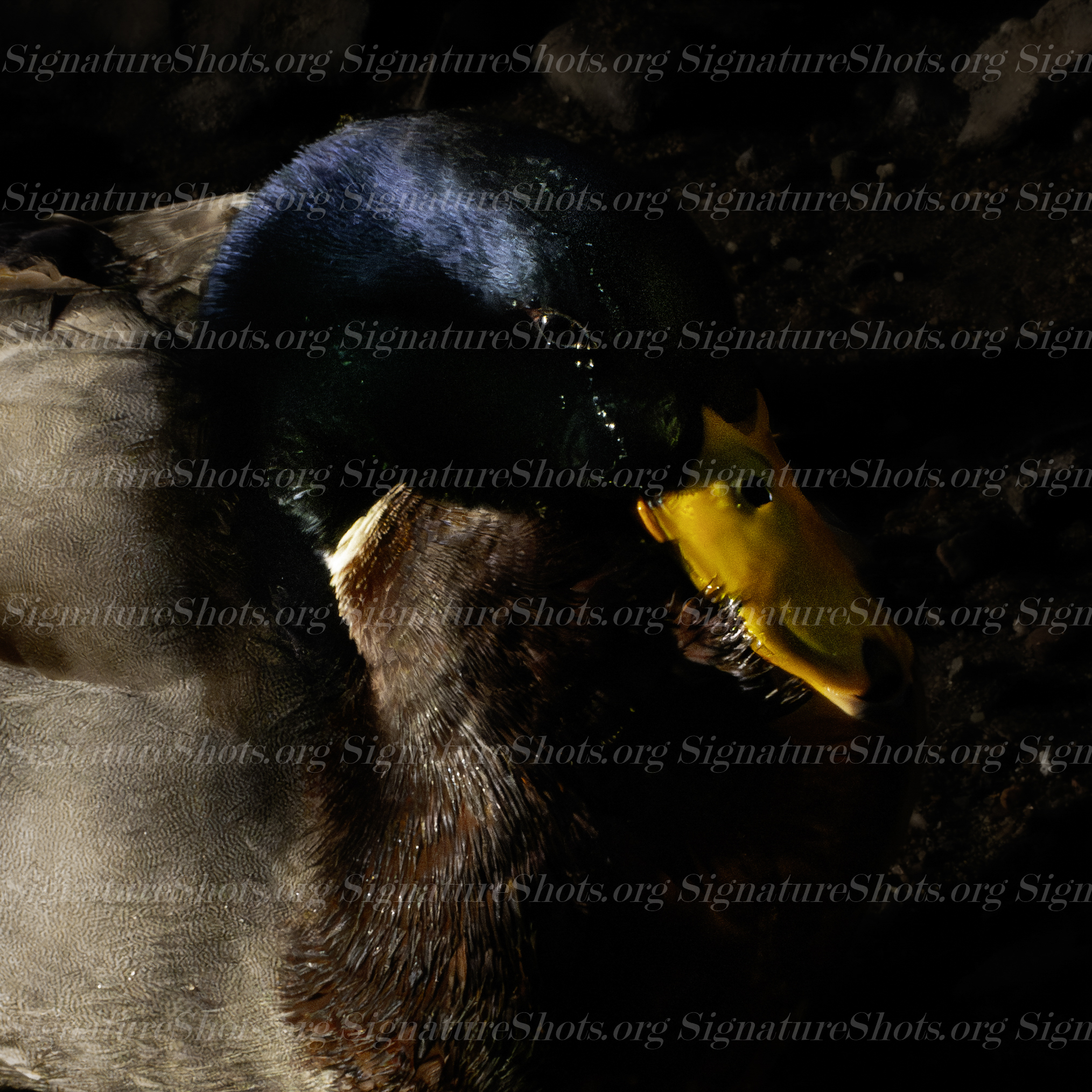 Mallard 2