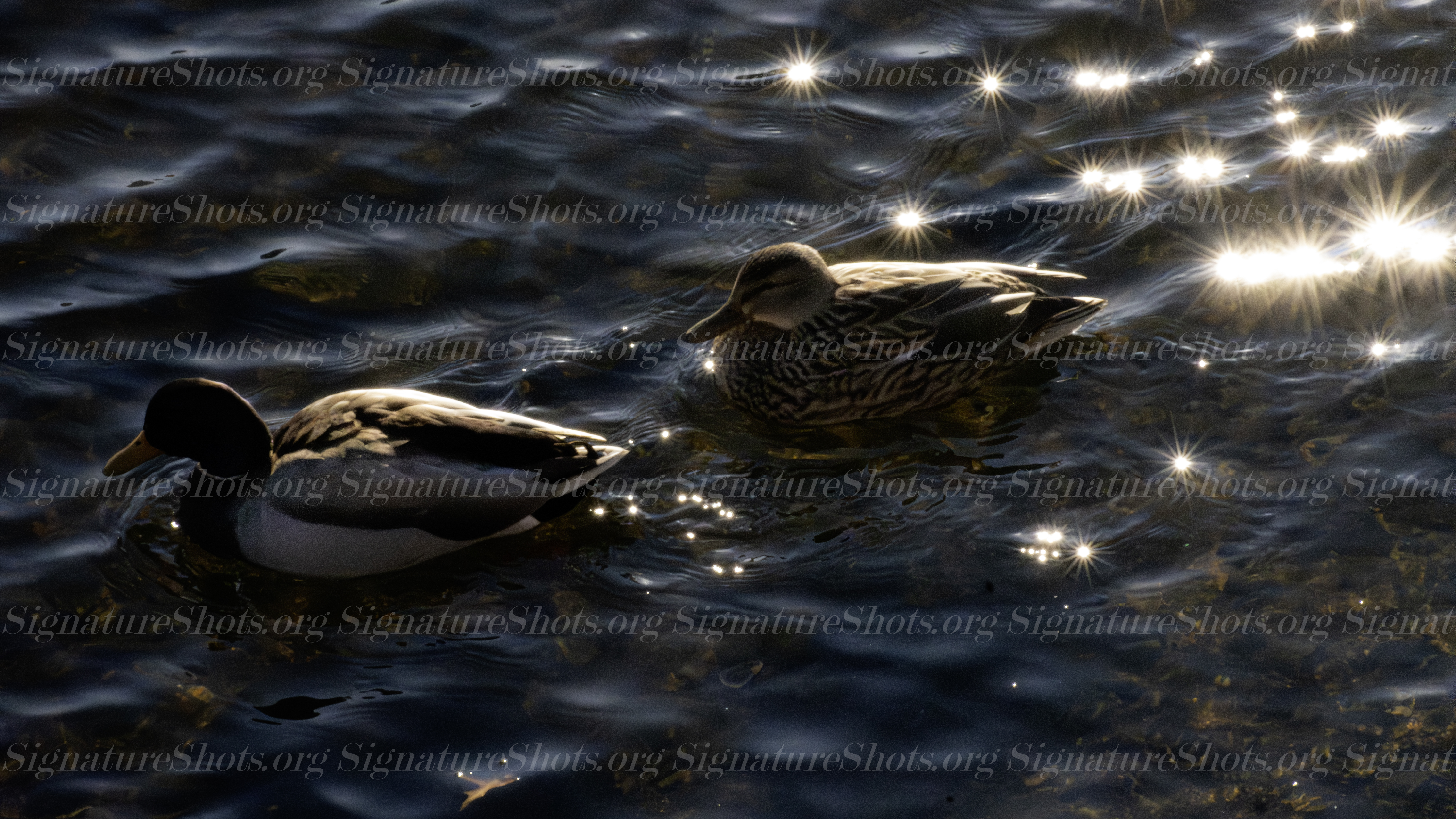 Duck 5