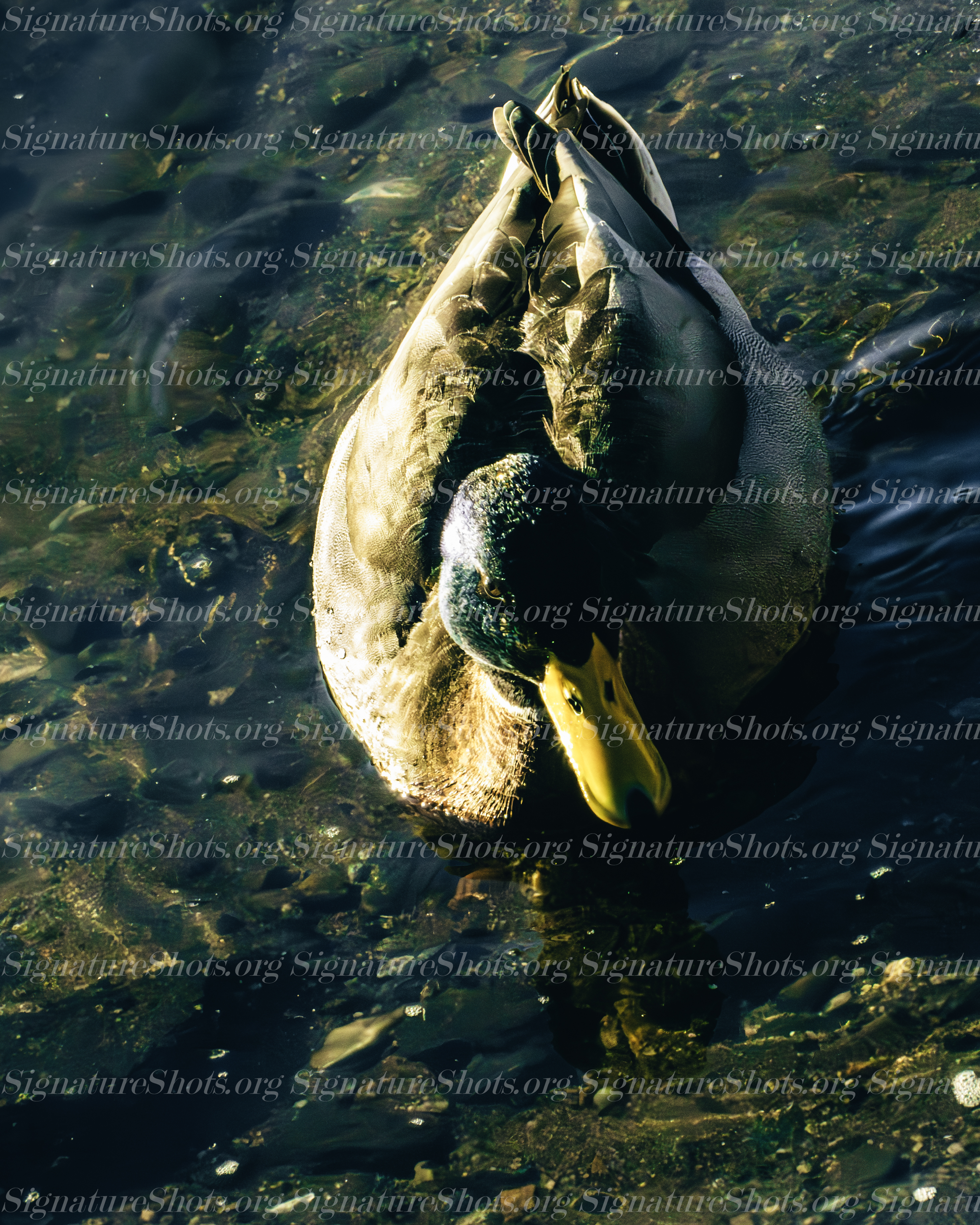 Mallard 3