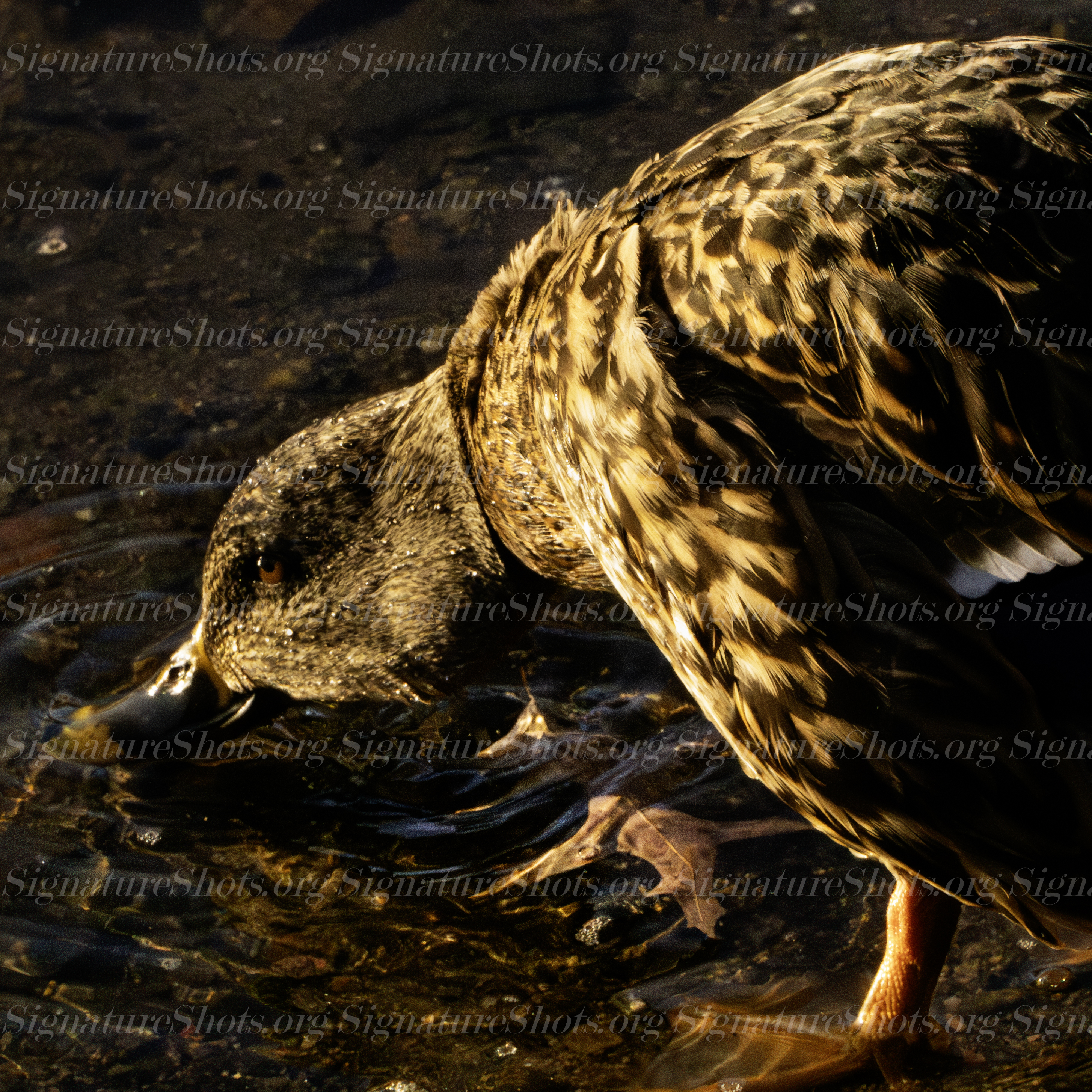 Goose