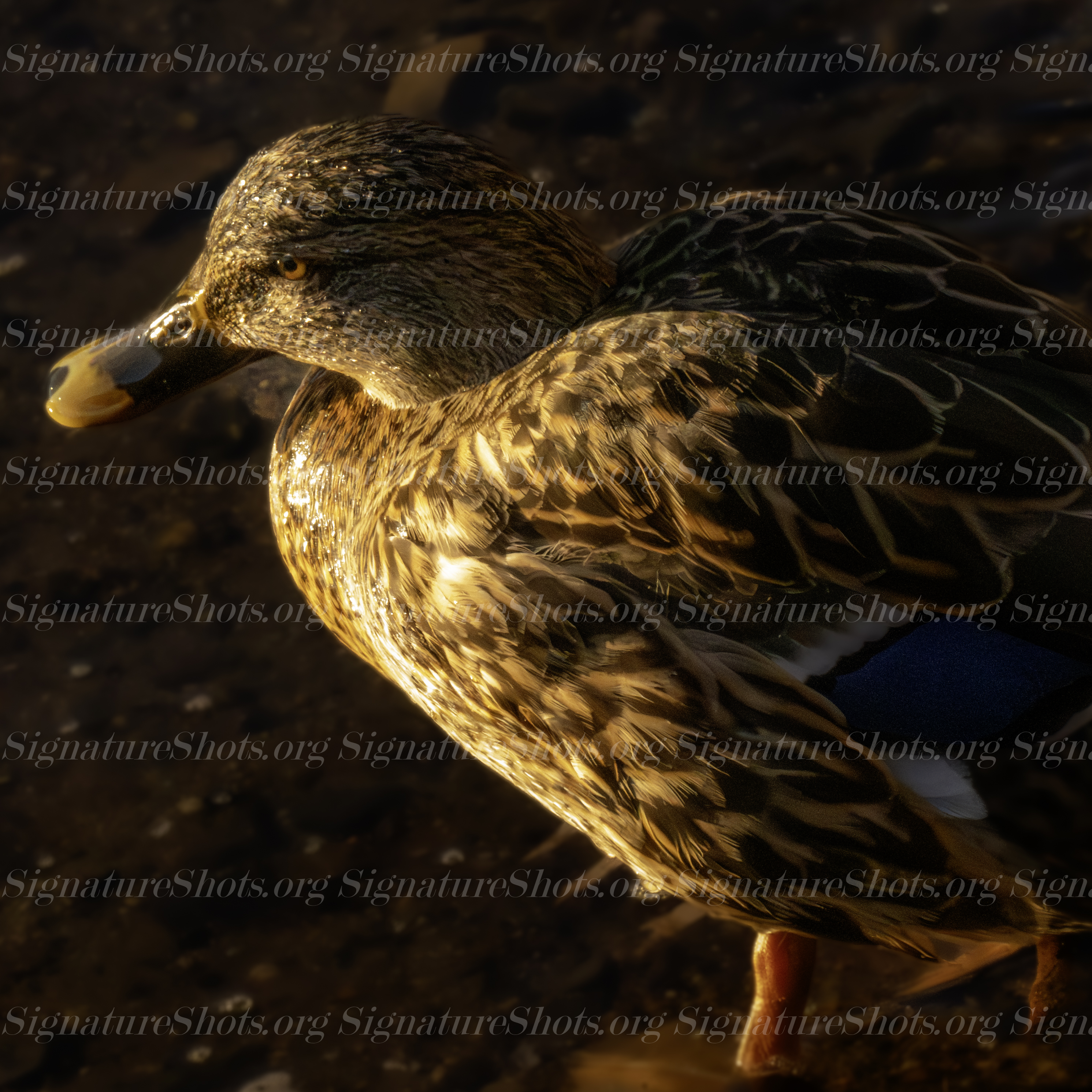 Duck 1