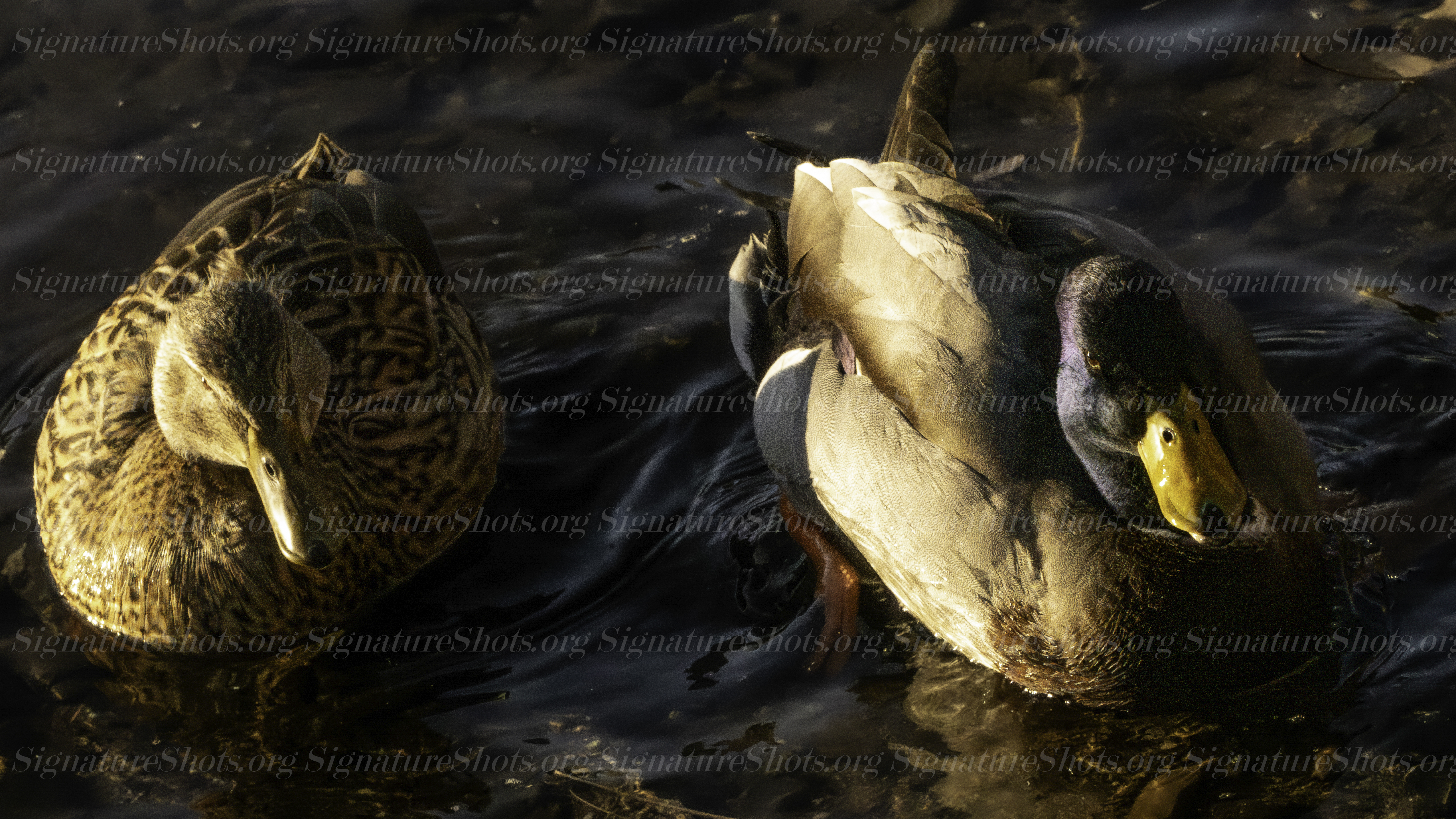 Duck 4