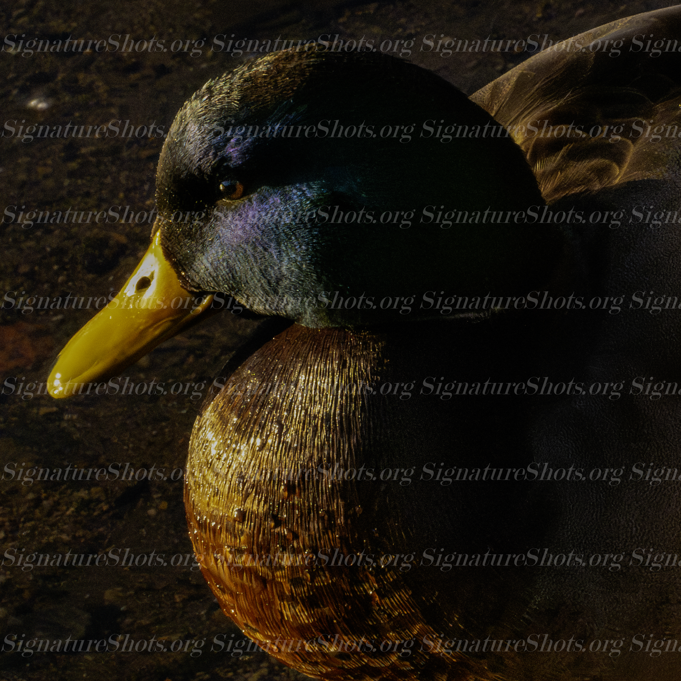 Mallard 1