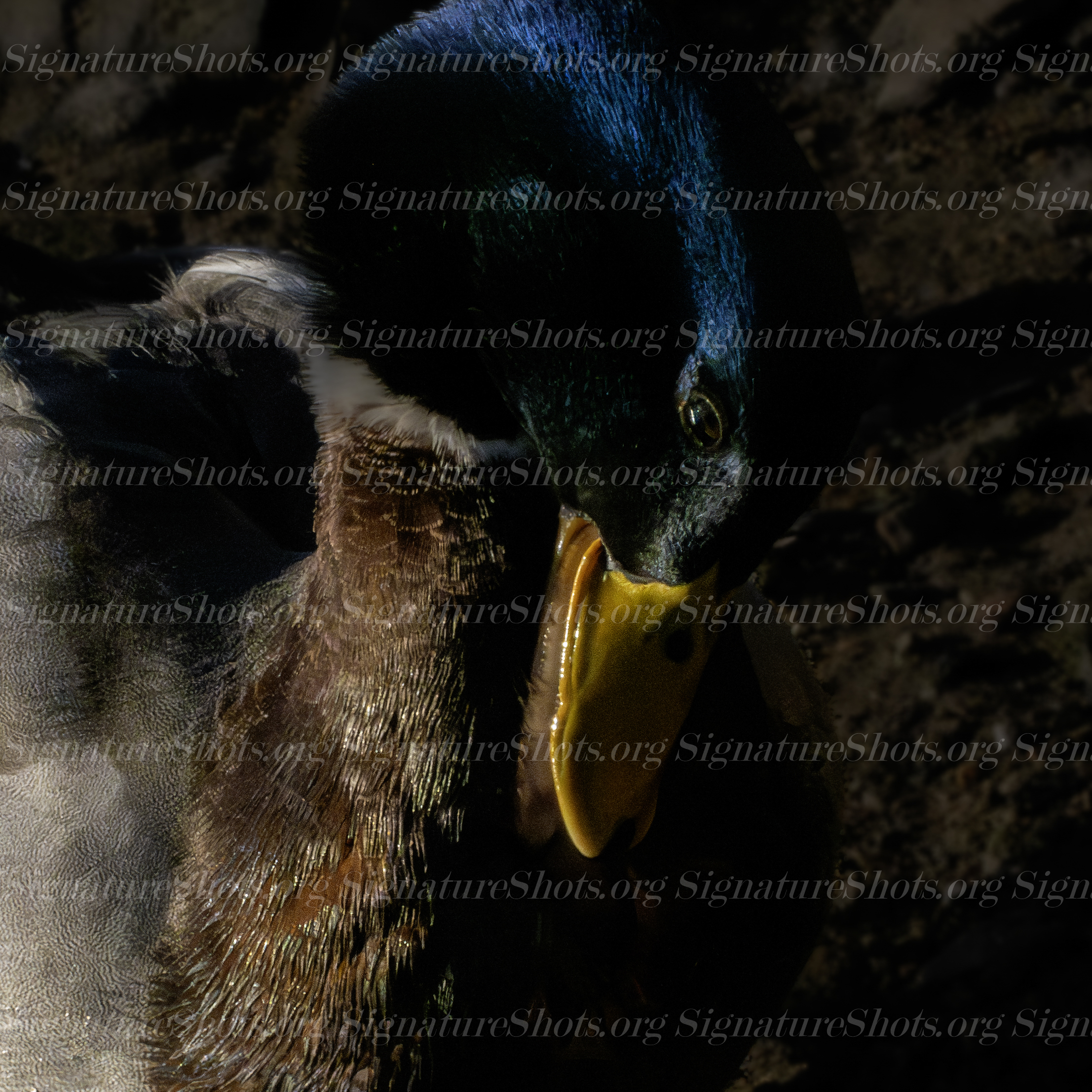 Mallard 3
